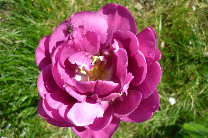 P1040950