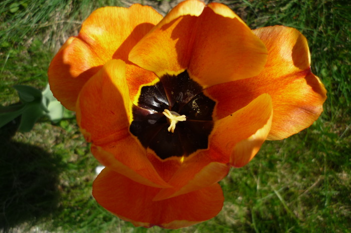 P1040964