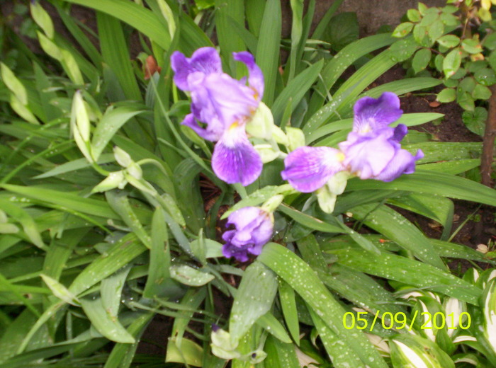 iris; ce floare minunata!
