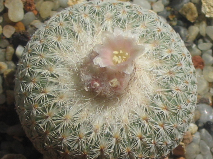 Epithelantha densispina