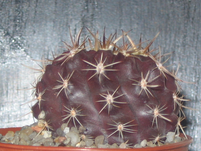 Eriosyce sp. (Hprridocactus)