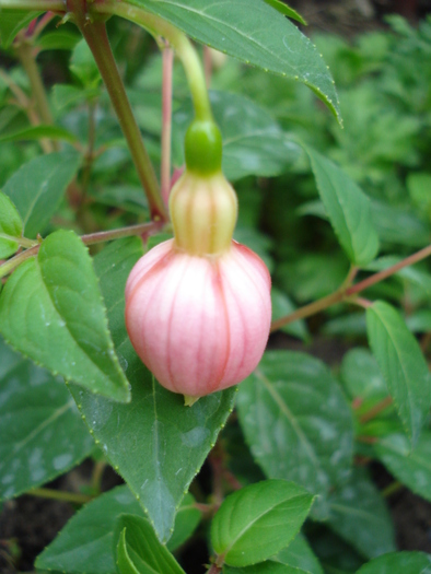 Fuchsia La Campanella (2010, April 24) - Fuchsia La Campanella