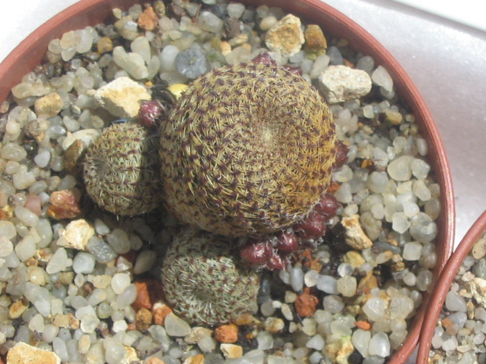 Rebutia heliosa FR 314