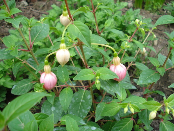 Fuchsia La Campanella (2010, April 25) - Fuchsia La Campanella