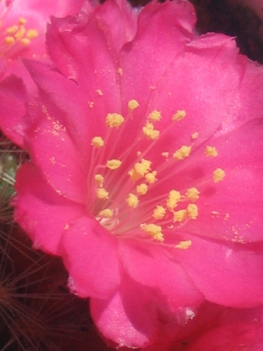 Rebutia aureiflora - Cactusi