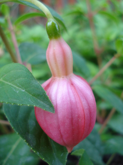 Fuchsia La Campanella (2010, April 29)