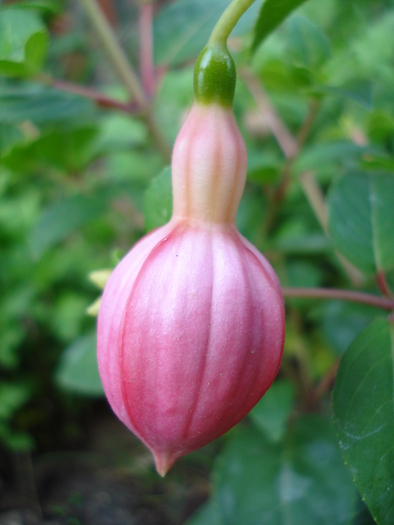 Fuchsia La Campanella (2010, April 29)