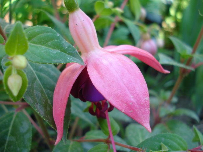 Fuchsia La Campanella (2010, May 02) - Fuchsia La Campanella