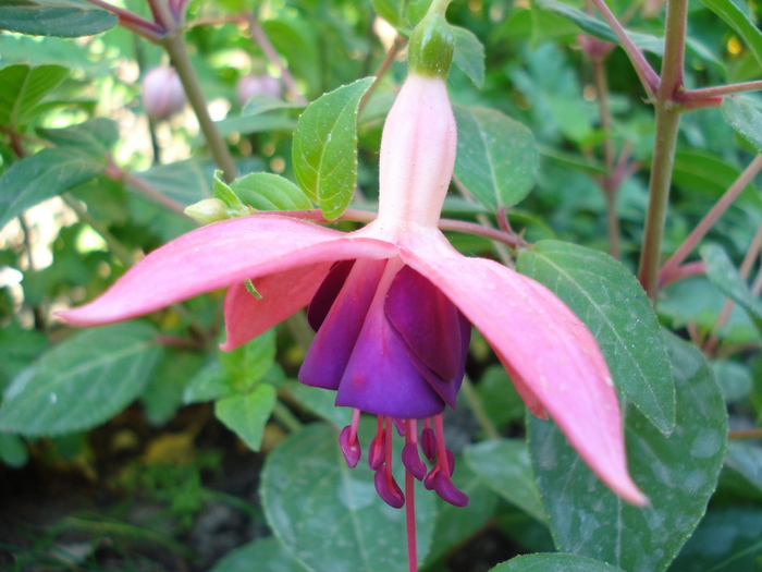 Fuchsia La Campanella (2010, May 02)