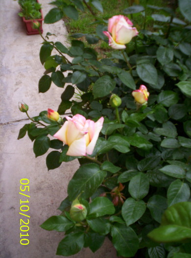 o tufa uriasa - trandafiri