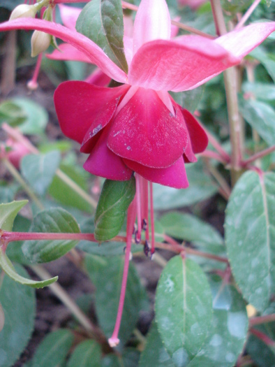 Fuchsia La Campanella (2010, May 07)