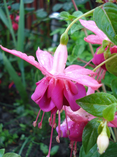 Fuchsia La Campanella (2010, May 10) - Fuchsia La Campanella