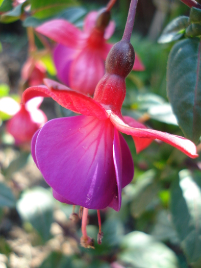 Fuchsia Mrs Popple (2010, May 01)