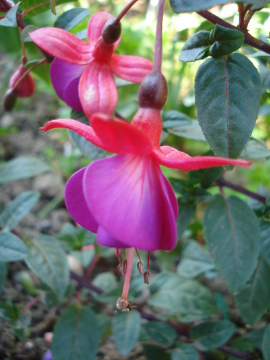 Fuchsia Mrs Popple (2010, May 02)