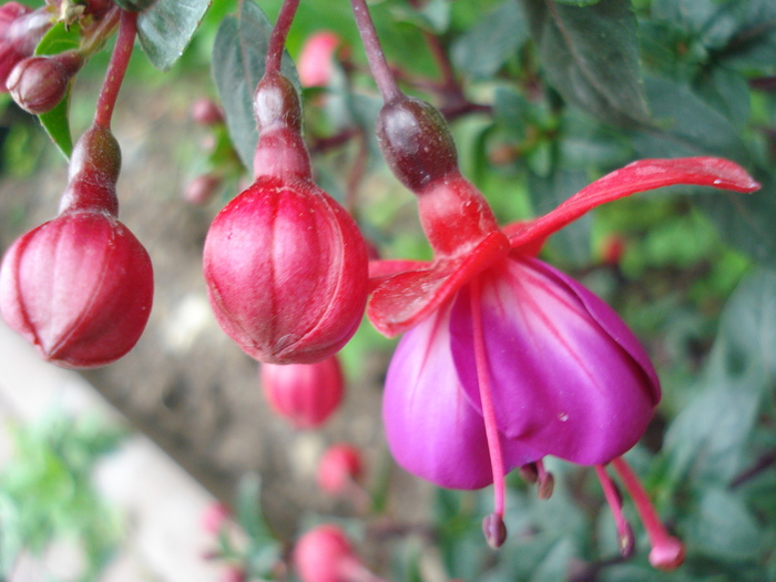 Fuchsia Mrs Popple (2010, May 07)