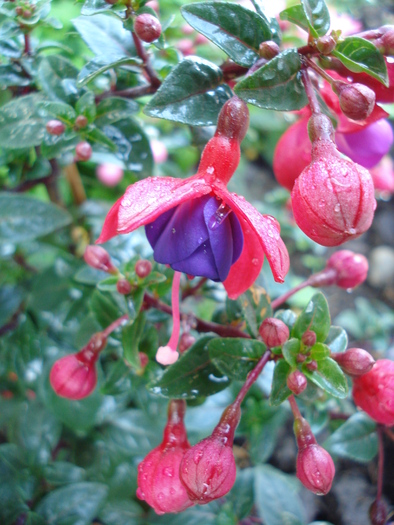 Fuchsia Mrs Popple (2010, May 10) - Fuchsia Mrs Popple