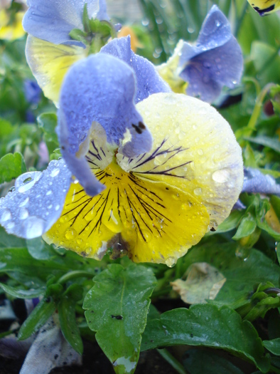 Matrix Morpheus pansy, 10may2010 - Matrix Morpheus pansy