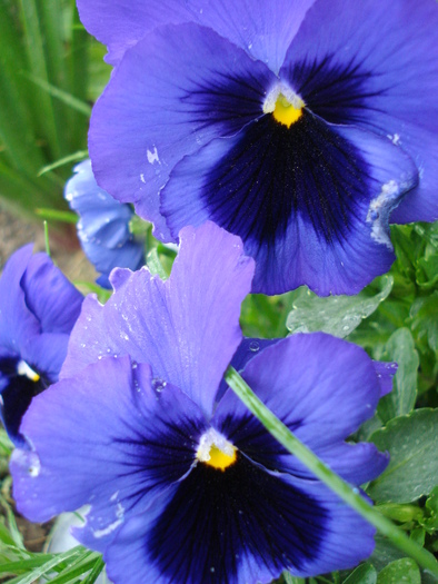 Swiss Giant Blue Pansy (2010, May 07) - Swiss Giant Blue Pansy