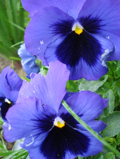 Swiss Giant Blue Pansy (2010, May 07)