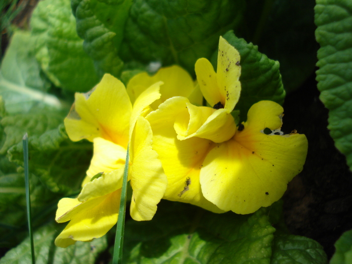 Yellow Primula (2010, May 08) - PRIMULA Acaulis