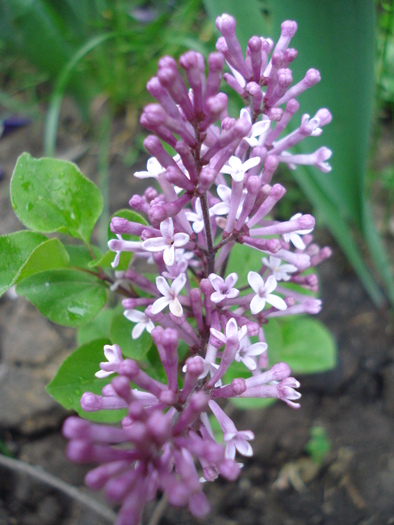 Syringa patula Miss Kim (2010, May 07) - Liliac_Syringa patula Miss Kim