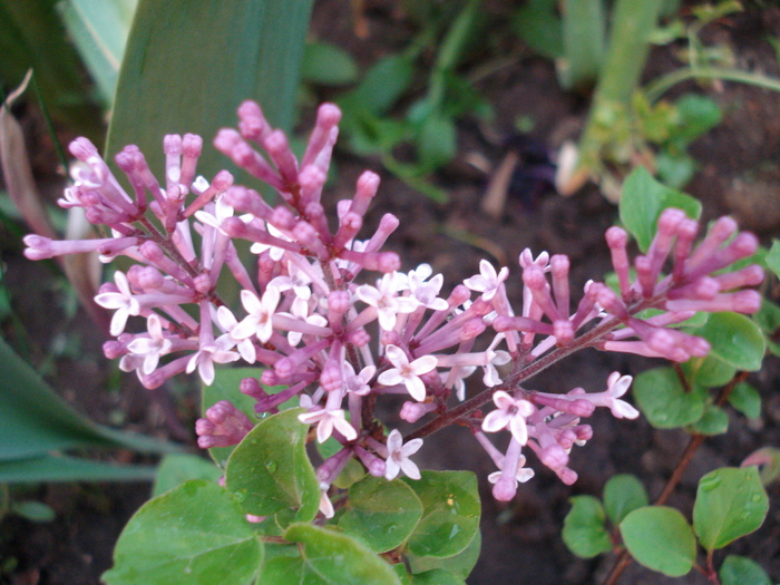 Syringa patula Miss Kim (2010, May 07) - Liliac_Syringa patula Miss Kim