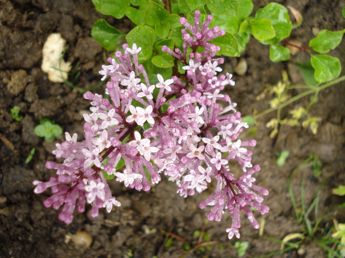 Syringa patula Miss Kim (2010, May 09)