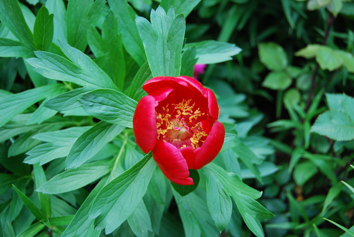 Floare bujor de munte