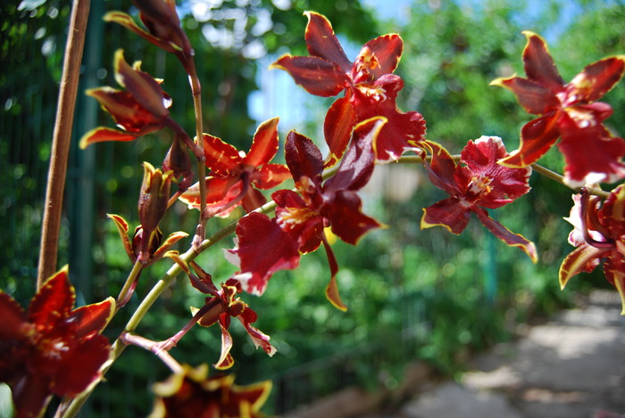 cambria - colmanara wildcat - Orhidee