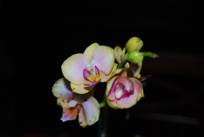 Phale medie - Orhidee