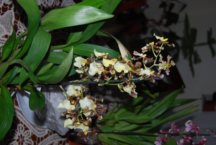 Oncidium