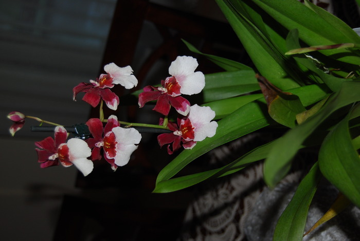 Miltonidium Bartley Schwartz; Cross: (Miltonia Red Pali x Onc. Honolulu)
Color(s): purple, white, yellow
Light: Low to Medium
T
