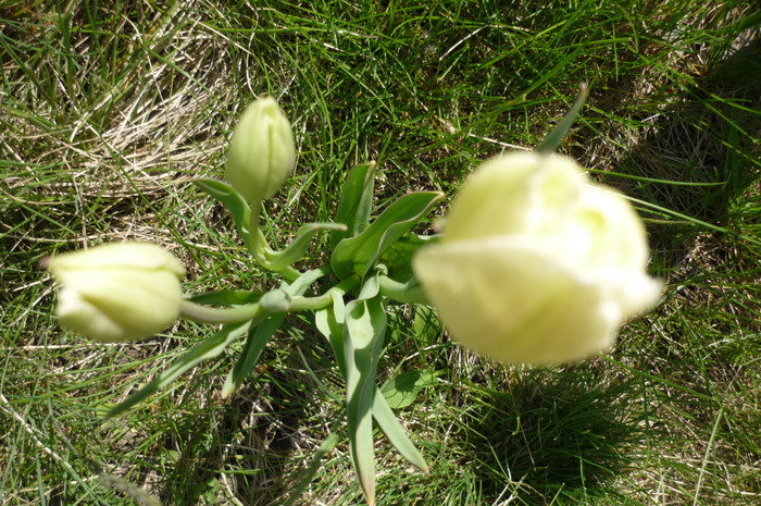 P1040971