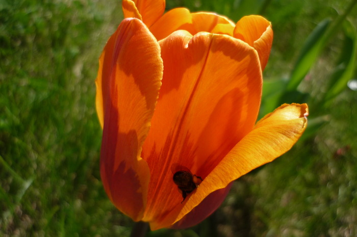 P1040980 - LALELELE preferatele mele