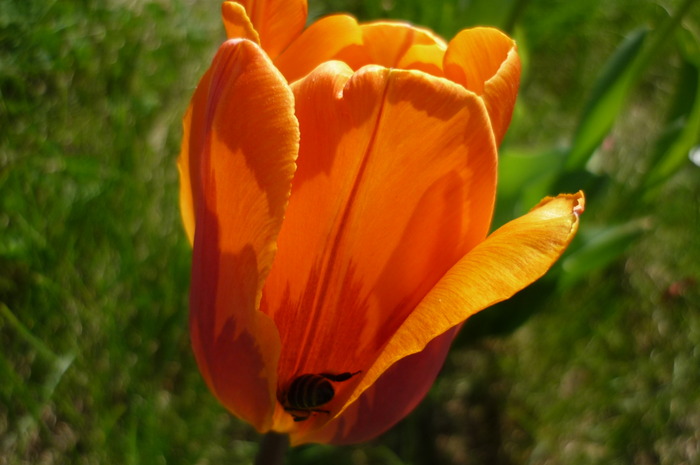 P1040981 - LALELELE preferatele mele