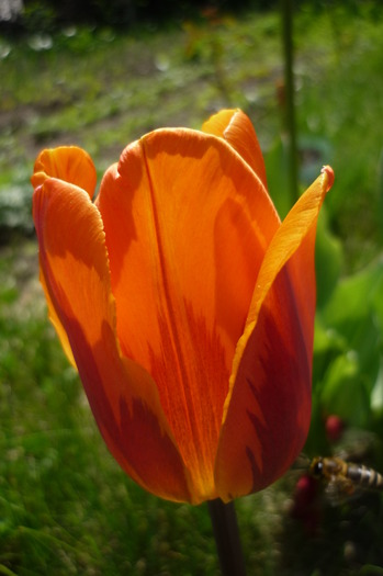 P1040982 - LALELELE preferatele mele