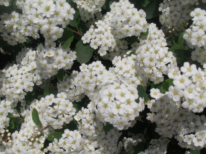 Spiraea (spirea) - FLORI -2010