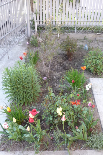 P1050024 - LALELELE preferatele mele