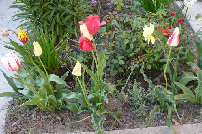 P1050025 - LALELELE preferatele mele