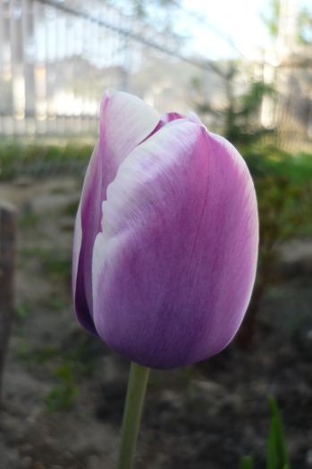 P1050026 - LALELELE preferatele mele