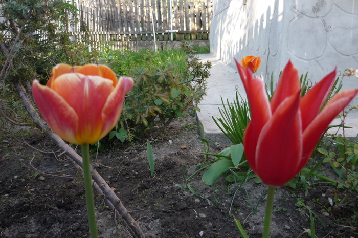 P1050027 - LALELELE preferatele mele