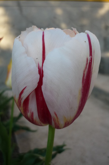 P1050029 - LALELELE preferatele mele