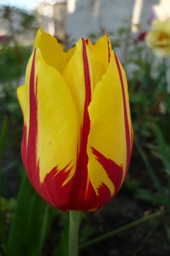 P1050030 - LALELELE preferatele mele