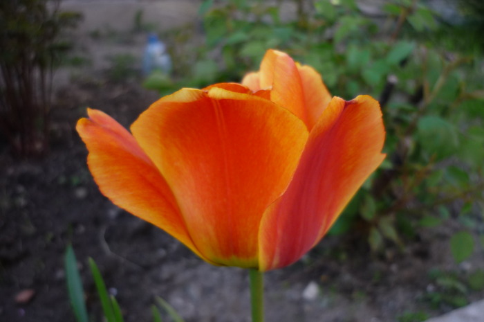 P1050032 - LALELELE preferatele mele