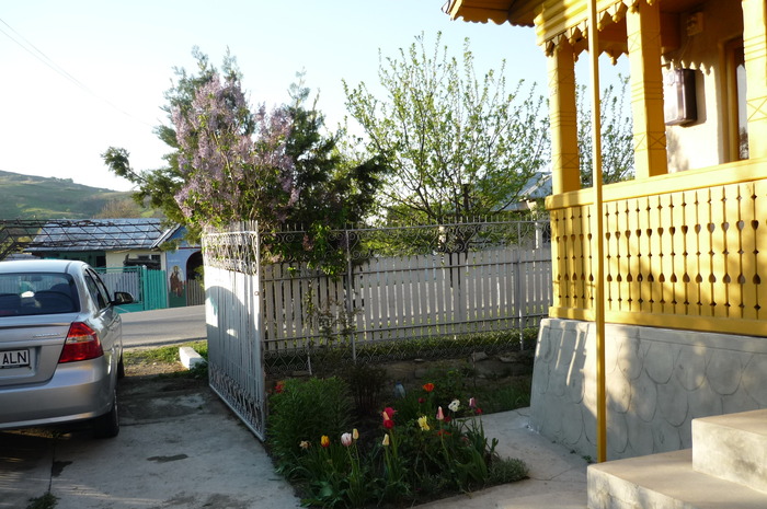 P1050035 - LALELELE preferatele mele