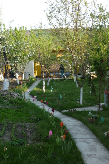 P1050036 - LALELELE preferatele mele