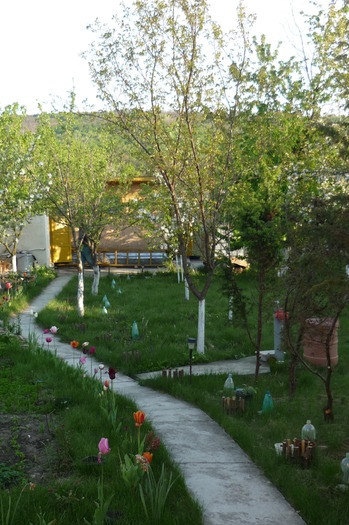 P1050037 - LALELELE preferatele mele