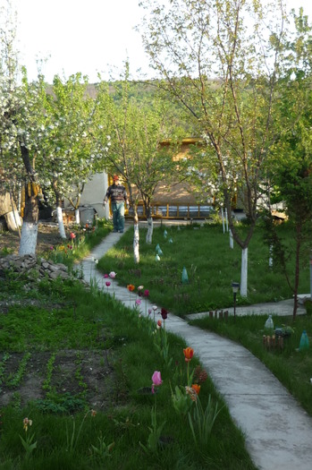 P1050038 - LALELELE preferatele mele