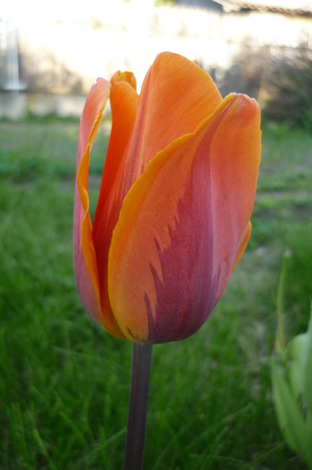 P1050041 - LALELELE preferatele mele