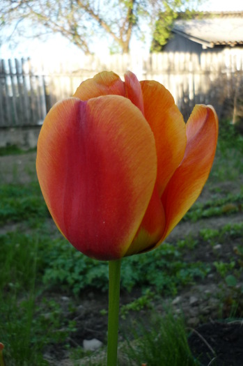 P1050042 - LALELELE preferatele mele